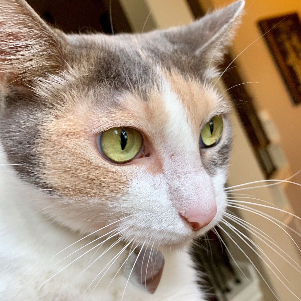 Meet your Posher, Cristina